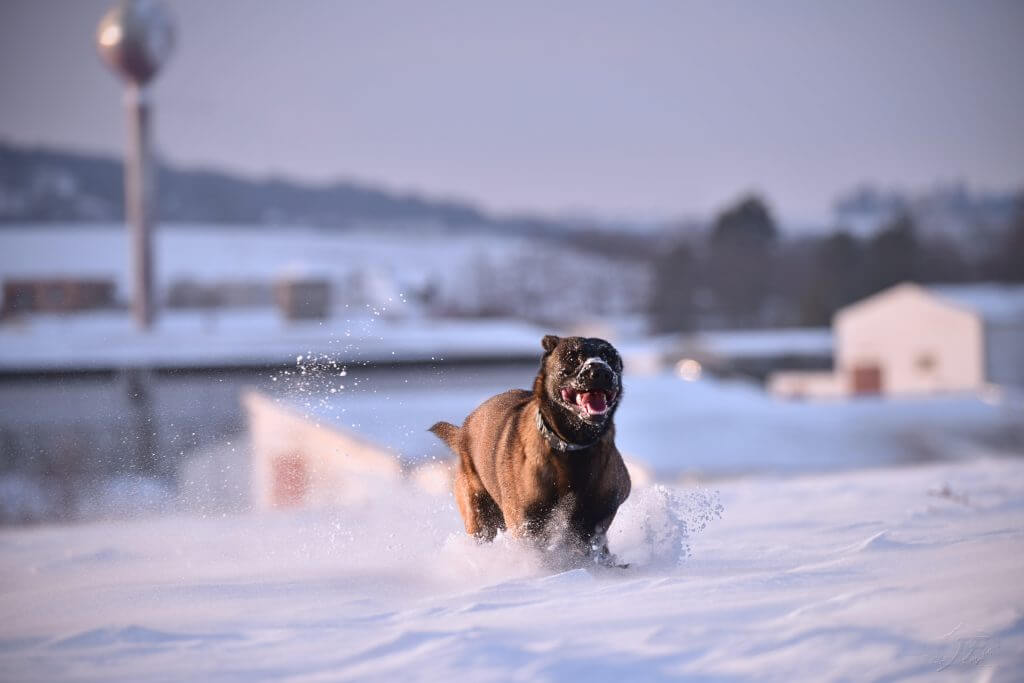Wintersport met hond